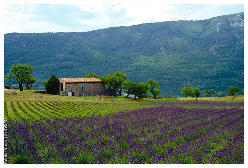 Un paysage authentique représentant un champ de lavande au premier plan avec une maison traditionnelle en arrière-plan sous un ciel nuageux. photo