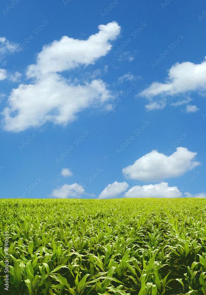 Corn field Corn field