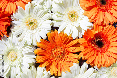 Colorful gerberas