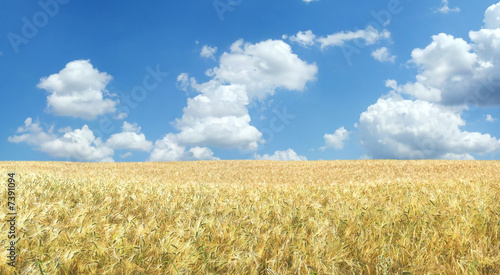 Beautiful wheat field