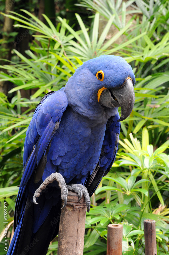 Obraz premium Blue Hyacinth Macaw