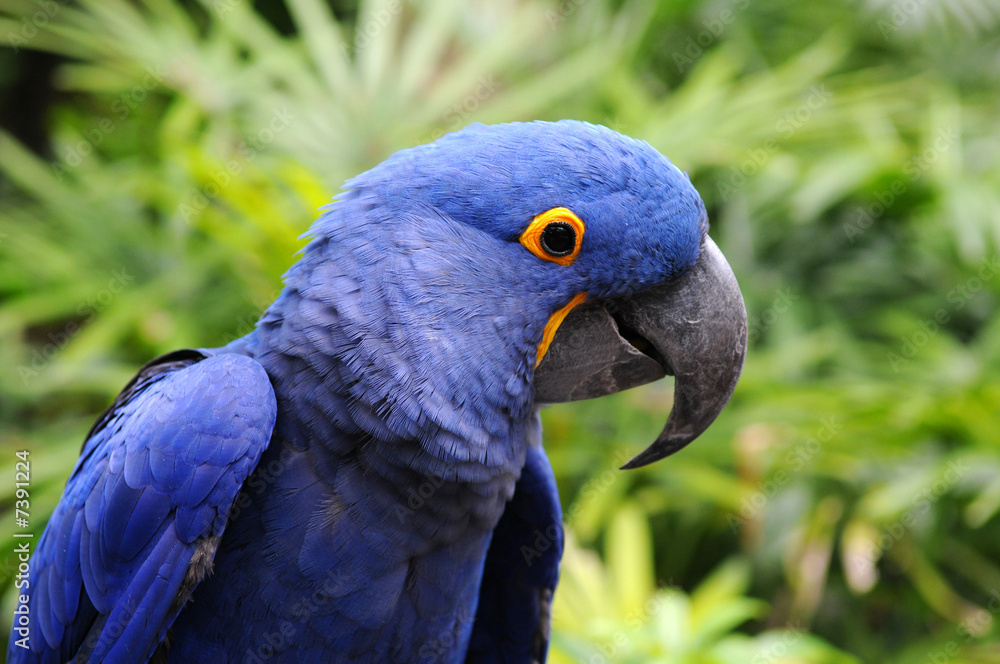 Obraz premium Blue Hyacinth Macaw