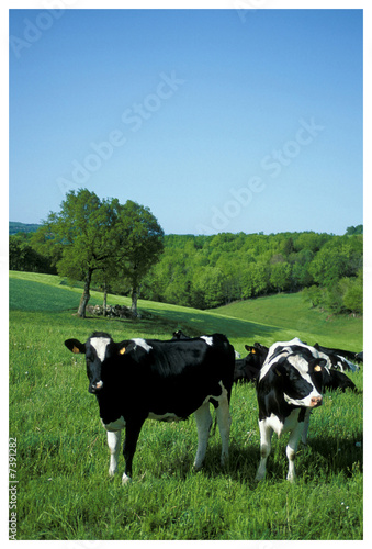 Fotografie Des vaches laitières, de race bovine holstein blanche et noire dans une prairie verte et une forêt en arrière-plan, image avec espace pour texte