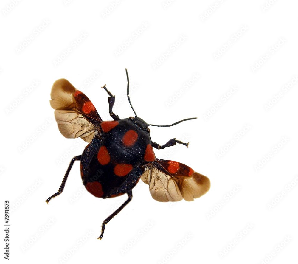 Fototapeta premium Hemiptera.