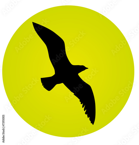 Pájaro a contraluz
