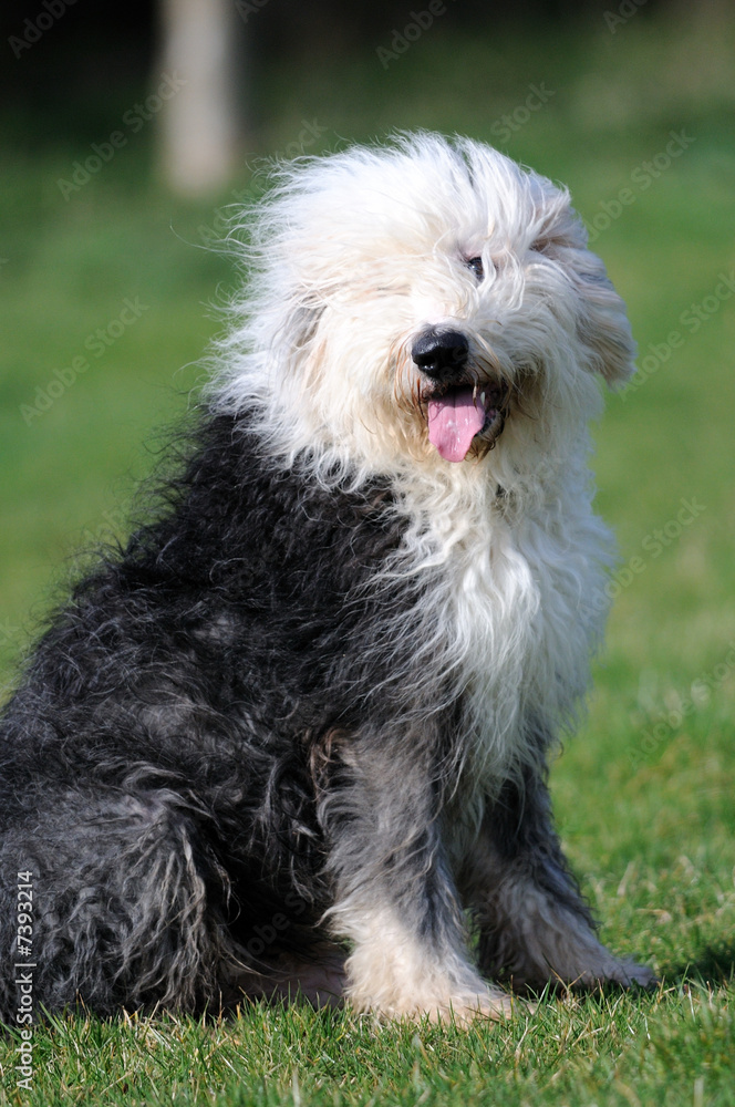 Old English Sheepdog Photographic Print for Sale by