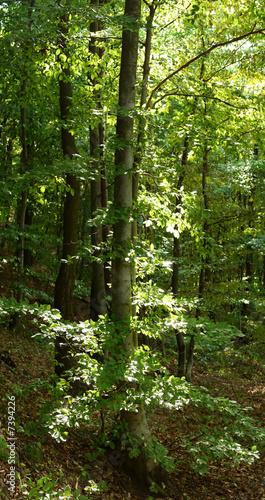 Green forest during summer detail