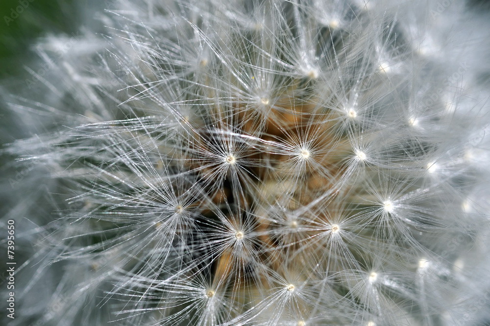 Pissenlit - macro Pissenlit - macro