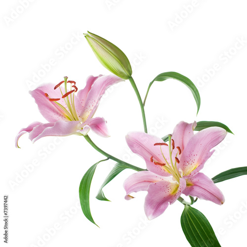 Pink lilly flowers