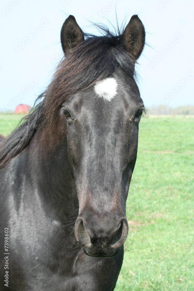 Obraz premium Black Horse