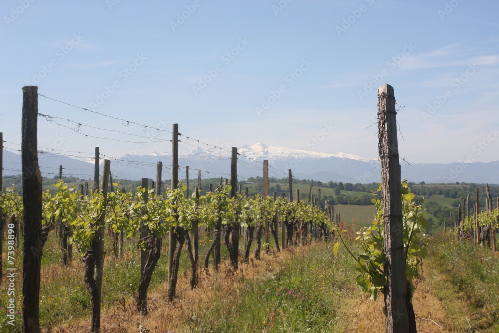 Fototapeta premium vignes