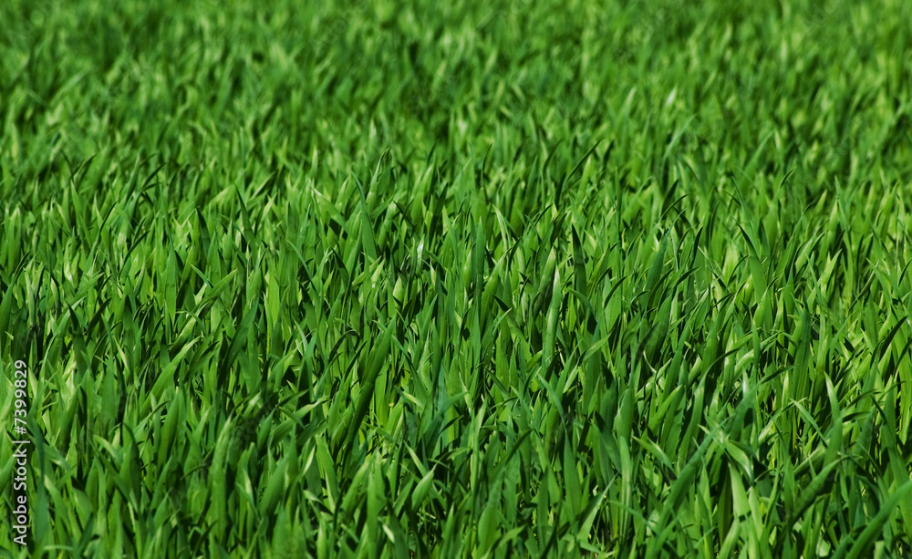 Grüner Rasen Grüner Rasen