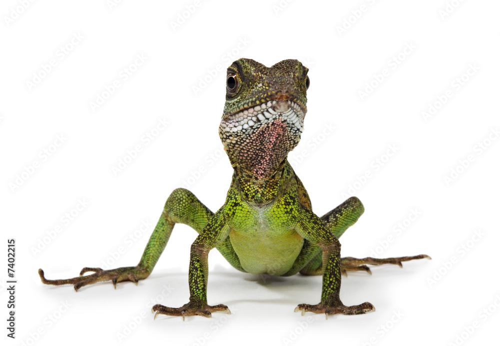 Obraz premium Water dragon lizard