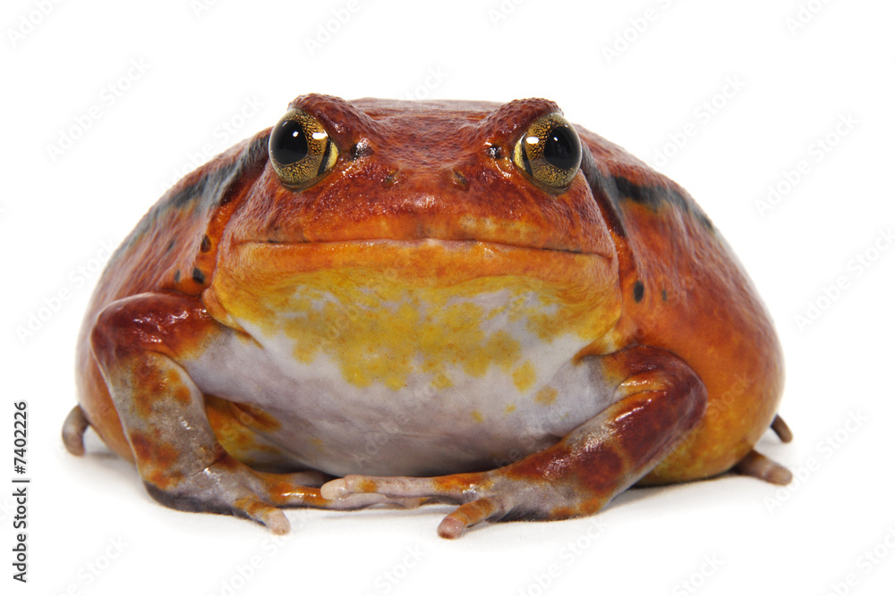 Fototapeta premium Tomato frog (Dyscophus Antongilii)