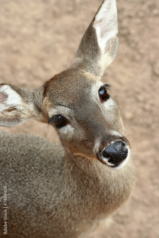 Obraz premium Sweet deer