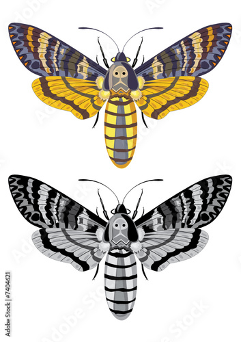 death's head hawk moth (Acherontia atropos)