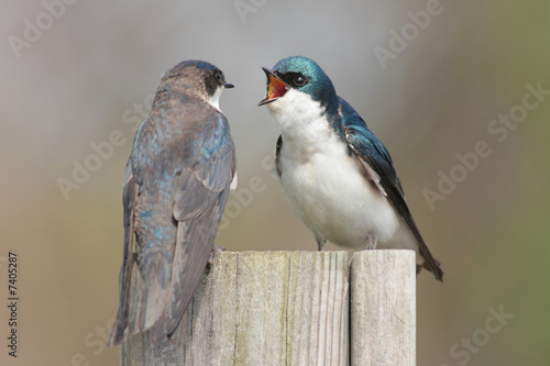 Pair of Tree Swallows (tachycineta bicolor)  © Steve Byland