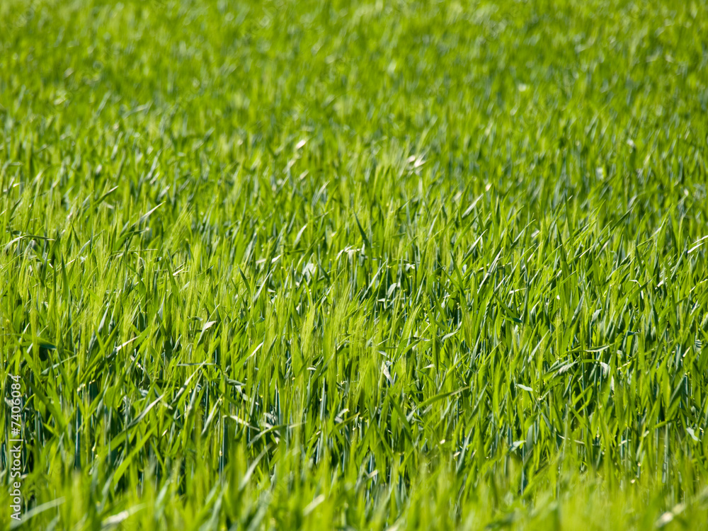 Fototapeta premium Green wheat field