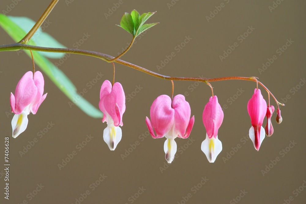 Fototapeta premium Dicentra spectabilis - bleeding heart