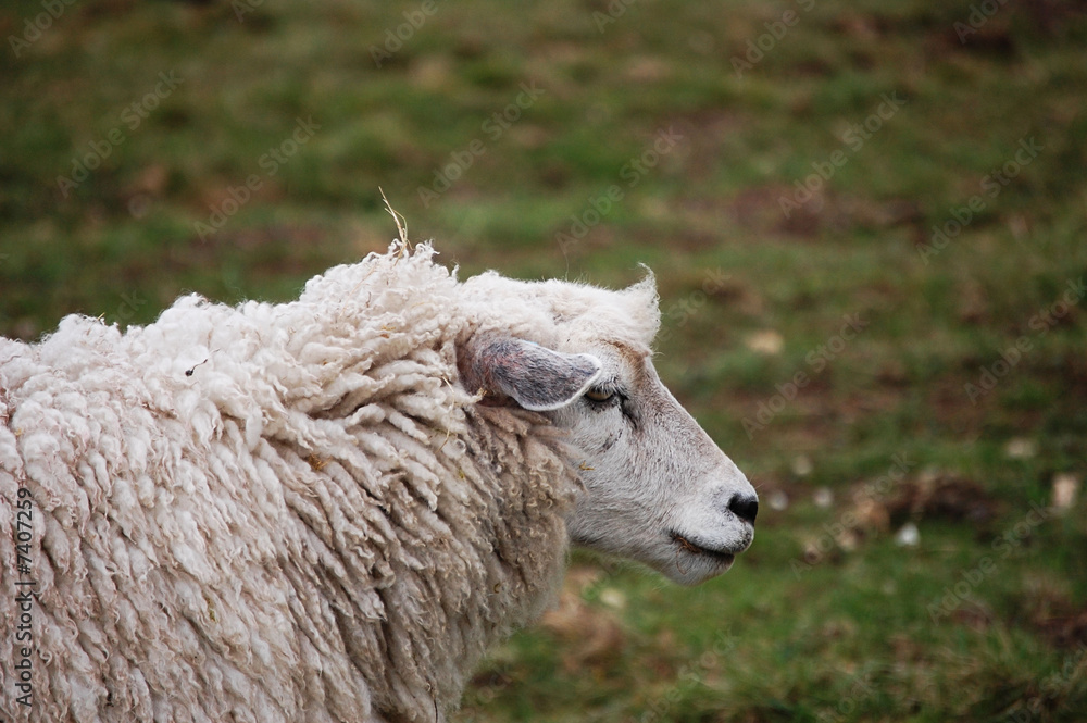 sheep profile