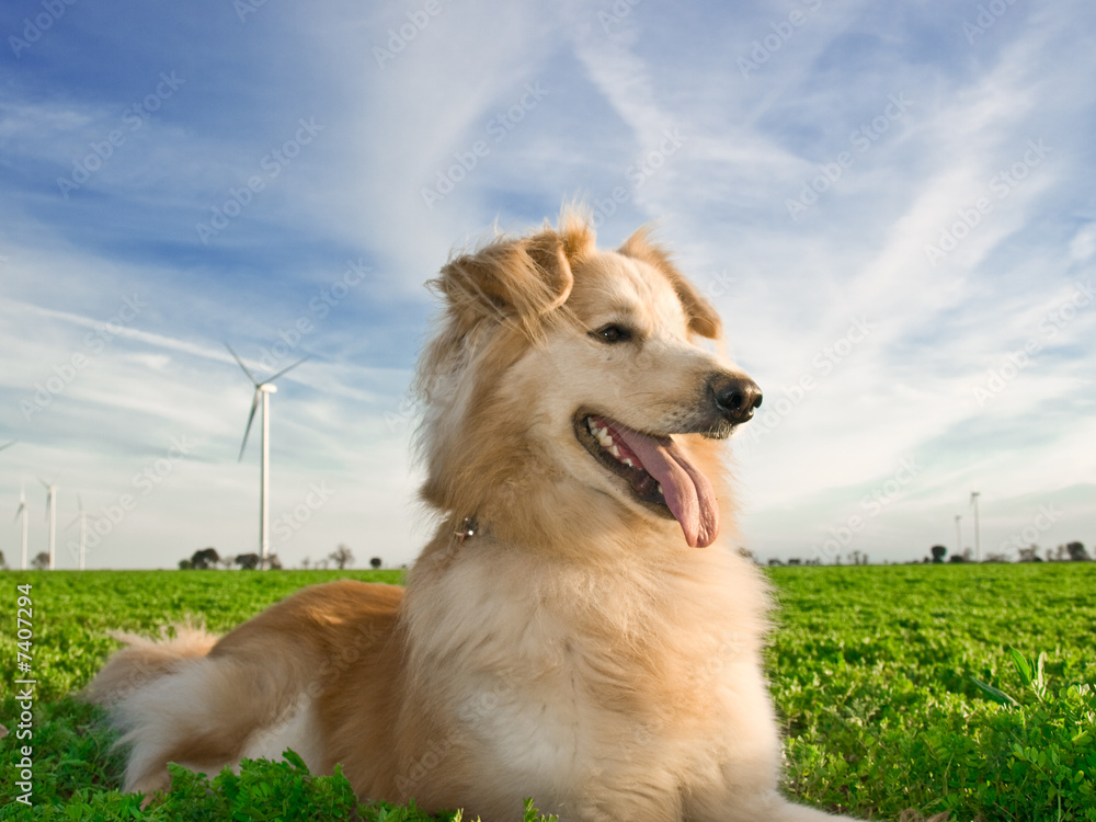 Neo resting on a wind farm