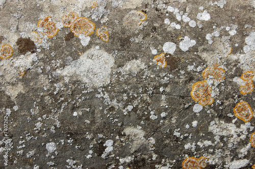 stone and lichen texture