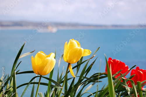 tulips before the sea