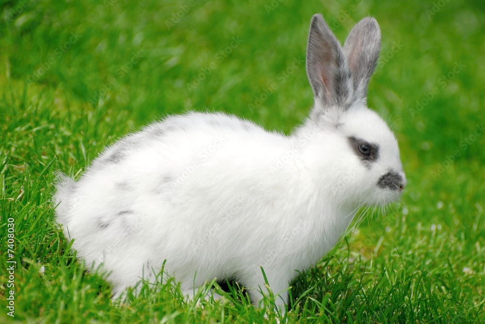 lapin lapin