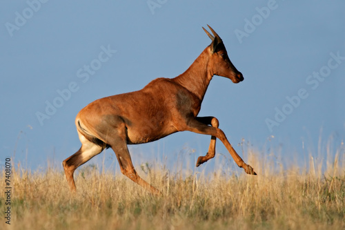 Running Tsessebe antelope