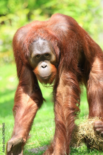 Orangutan (Pongo)