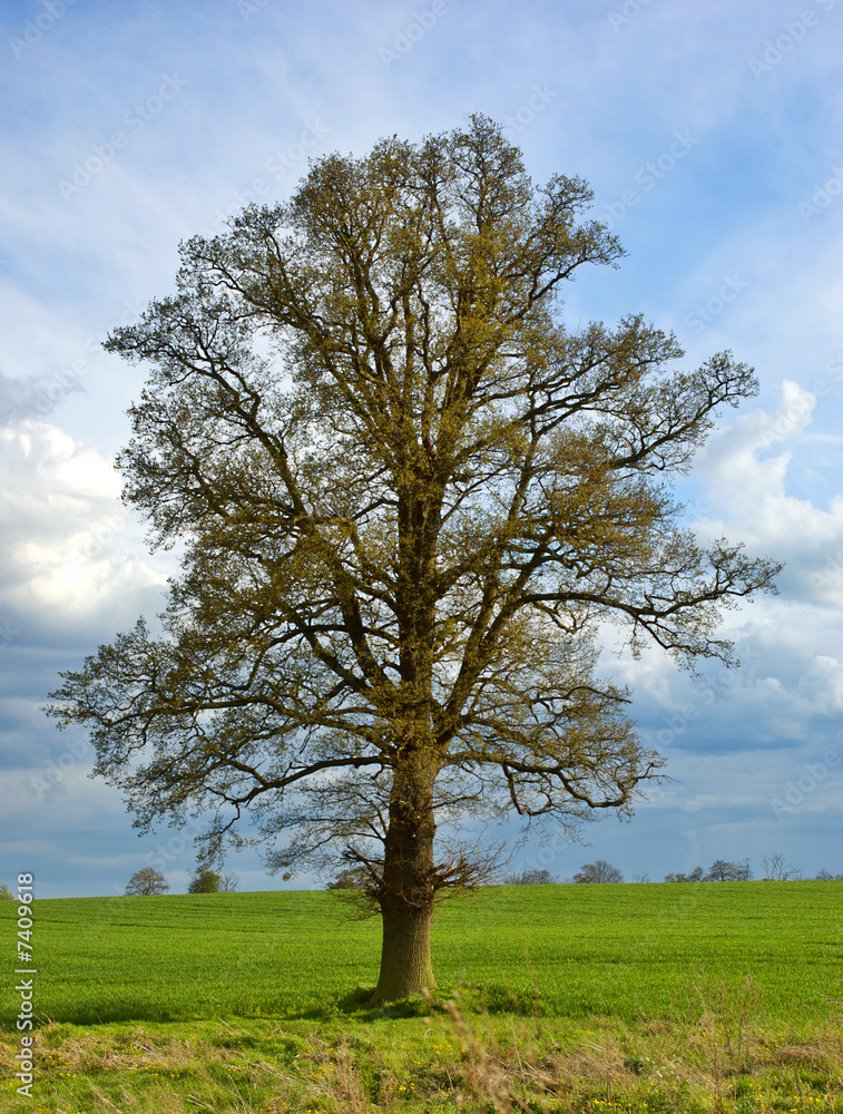 English oak 