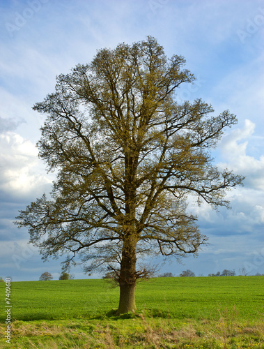 English oak 