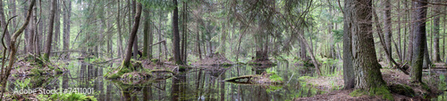 Natural swampy forest panorama #7411001
