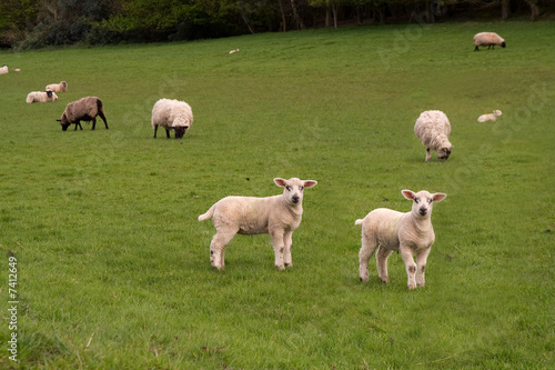 Two inquisitive lambs  © Sally Wallis