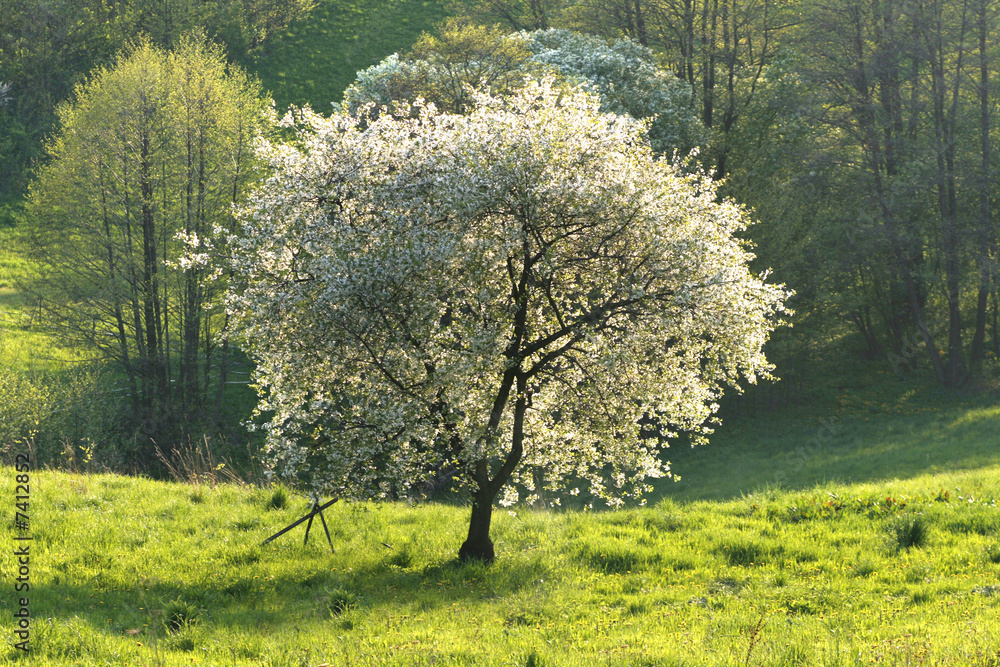 Obraz premium cherry