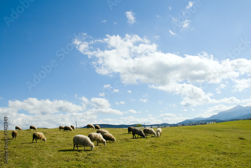 Sheep in mountain