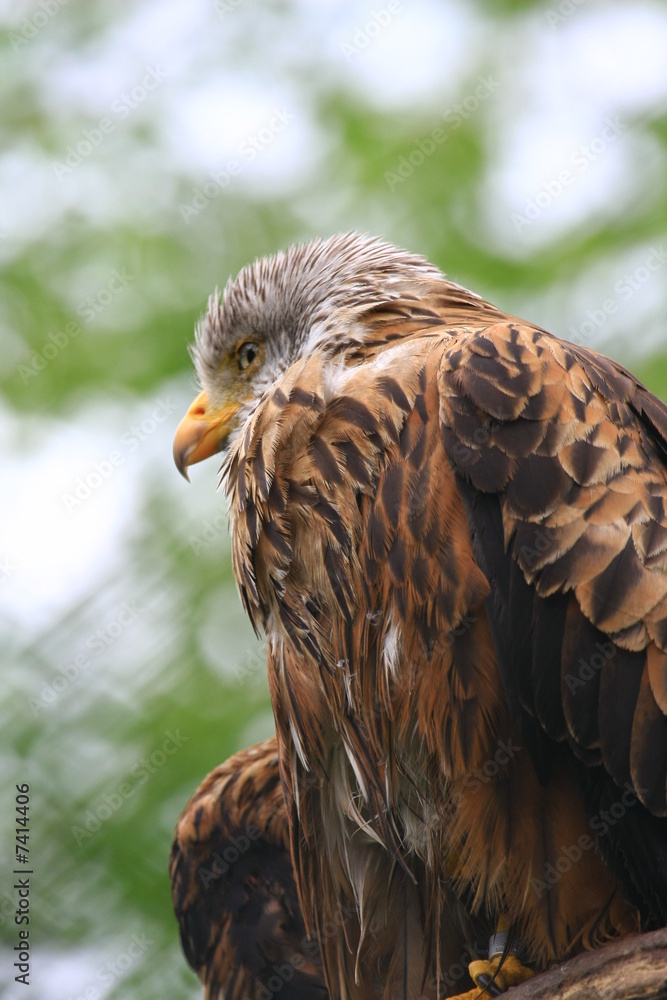 Fototapeta premium Adler