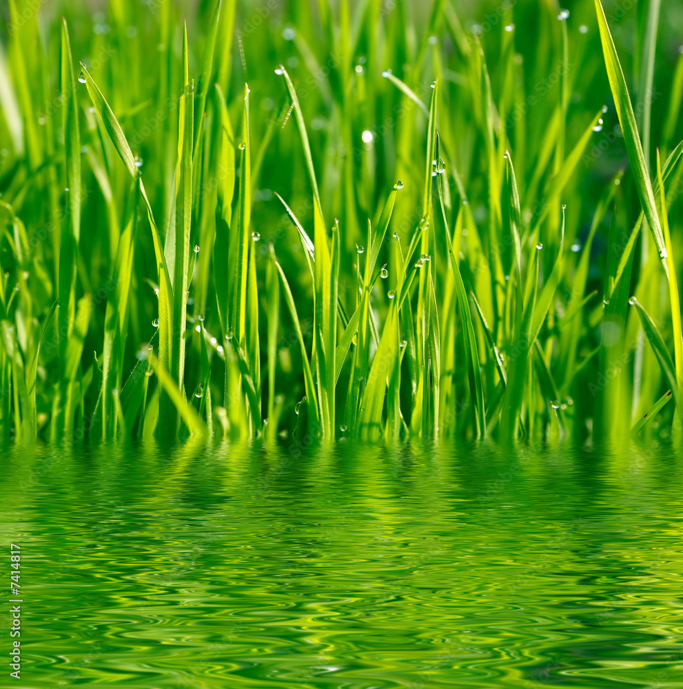 Obraz premium Green grass reflected in the water