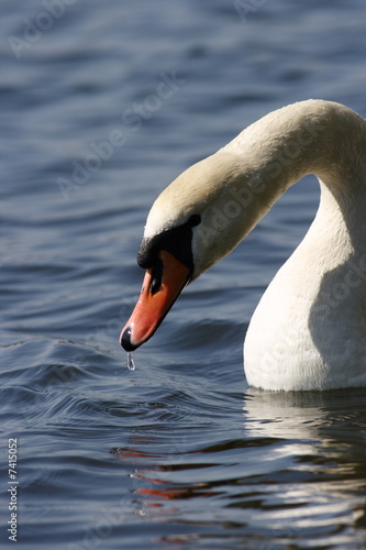 Mute Swan - Cygnus olor