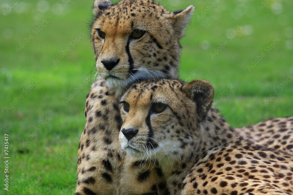Gepard Gepard