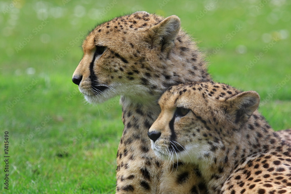 Gepard Gepard