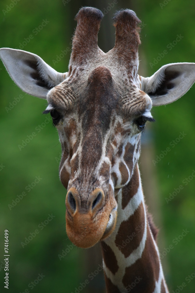 Obraz premium giraffe