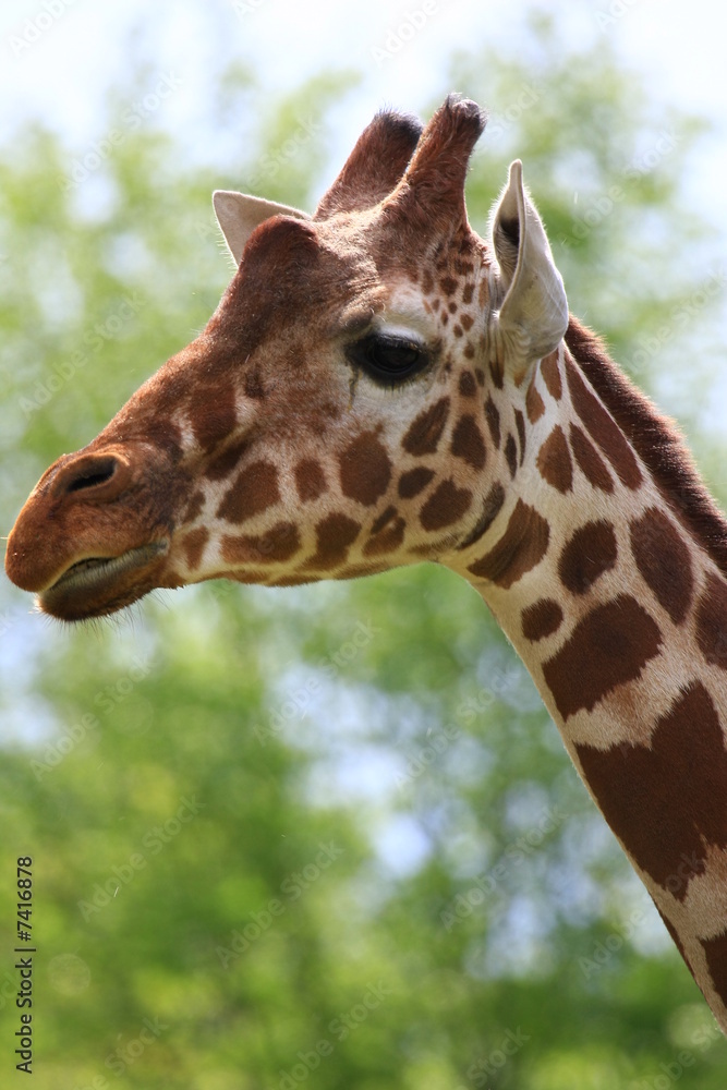 Obraz premium giraffe