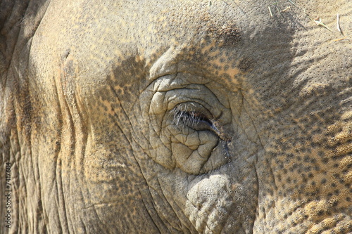 elefant