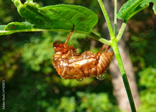 Carcass of Cicada 3