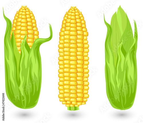Ears of ripe corn