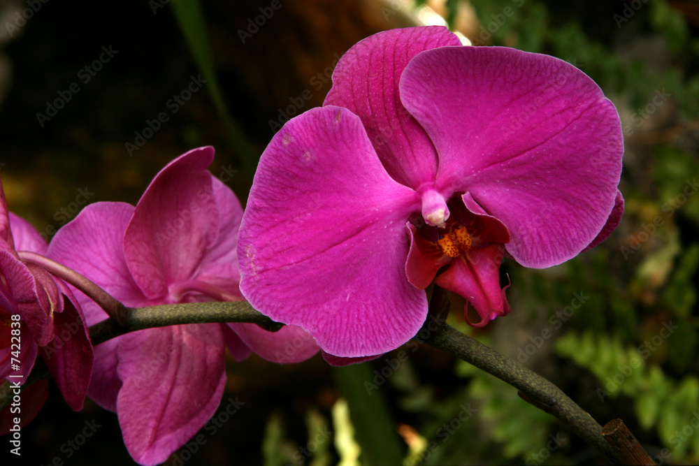 Purple phalaenopsis orchid close-up - obrazy, fototapety, plakaty 