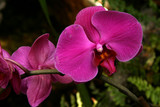 Purple phalaenopsis orchid close-up