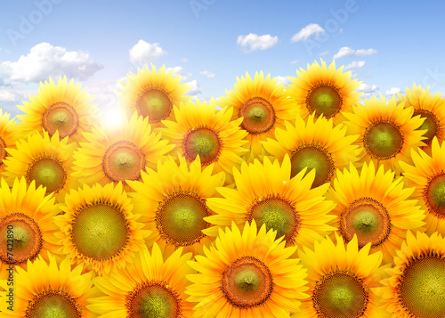 Fototapeta Naklejka Na Ścianę i Meble -  Field full of sunflowers under the blue sky