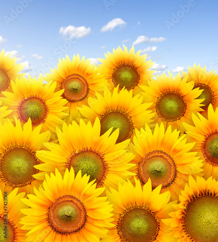 Fototapeta Naklejka Na Ścianę i Meble -  Field full of sunflowers